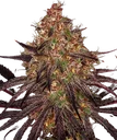Ayahuasca Purple | PHOTOFEM | Barneys Farm