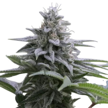 Zkittlez 2.0 | PHOTOFEM | Silent Seeds