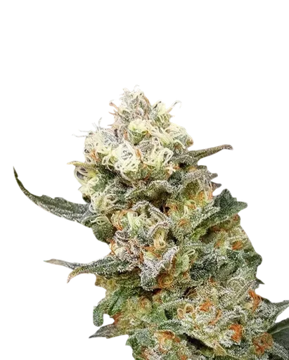 Zkittlez Glue