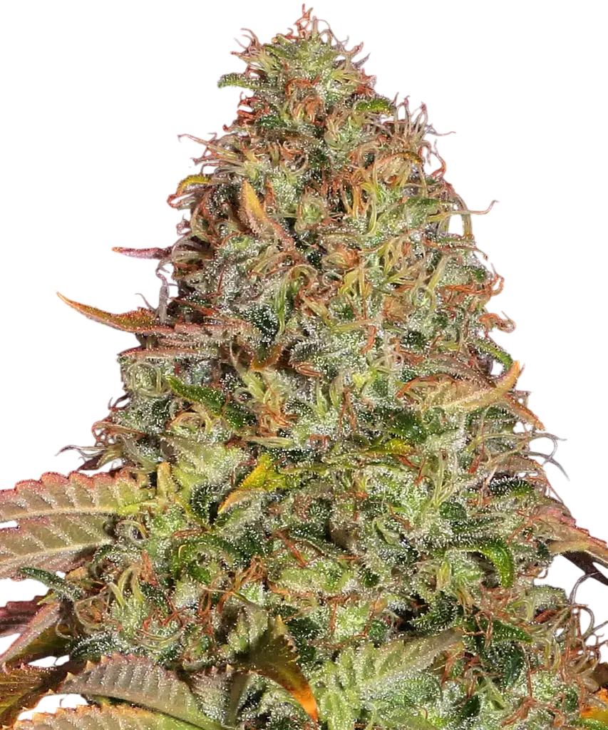 Zkittlez OG Auto | AUTOFEM | Barneys Farm