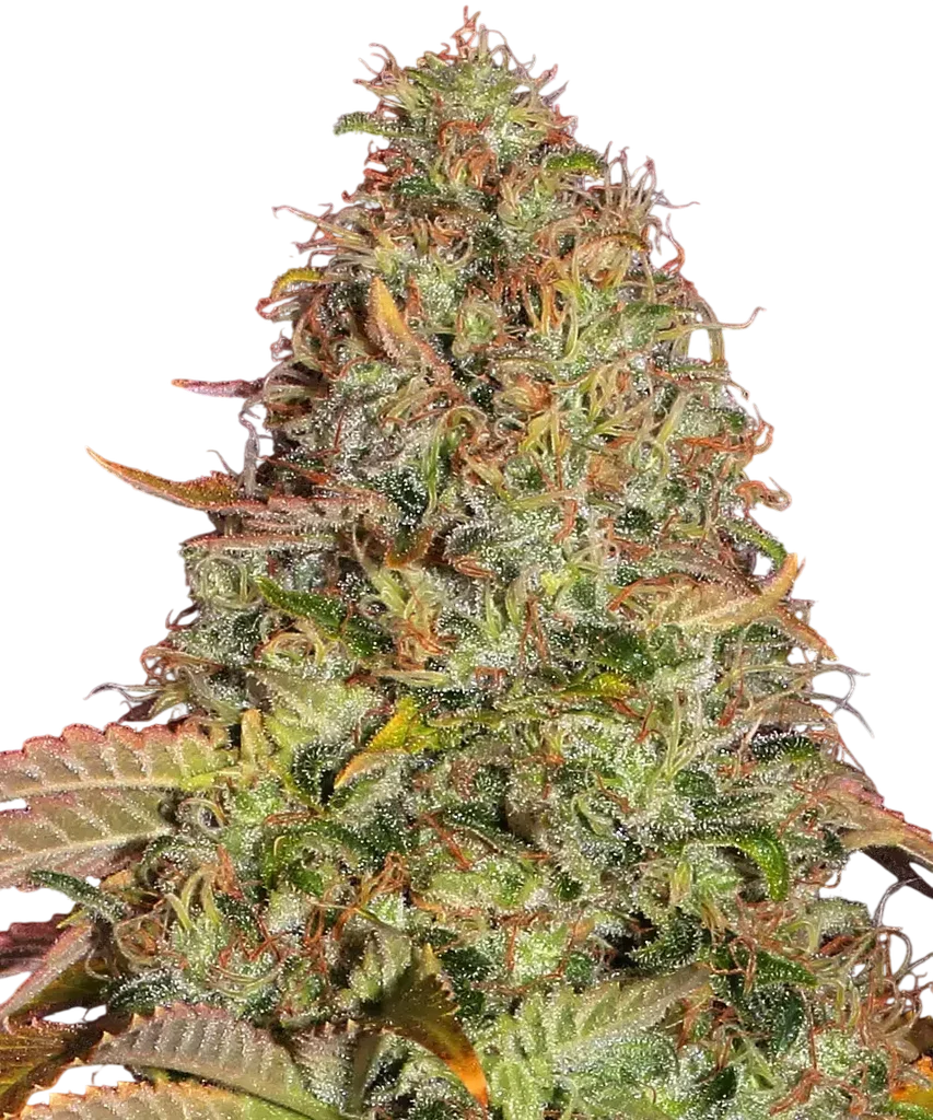 Zkittlez OG Auto | AUTOFEM | Barneys Farm