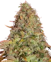 Zkittlez OG Auto | AUTOFEM | Barneys Farm