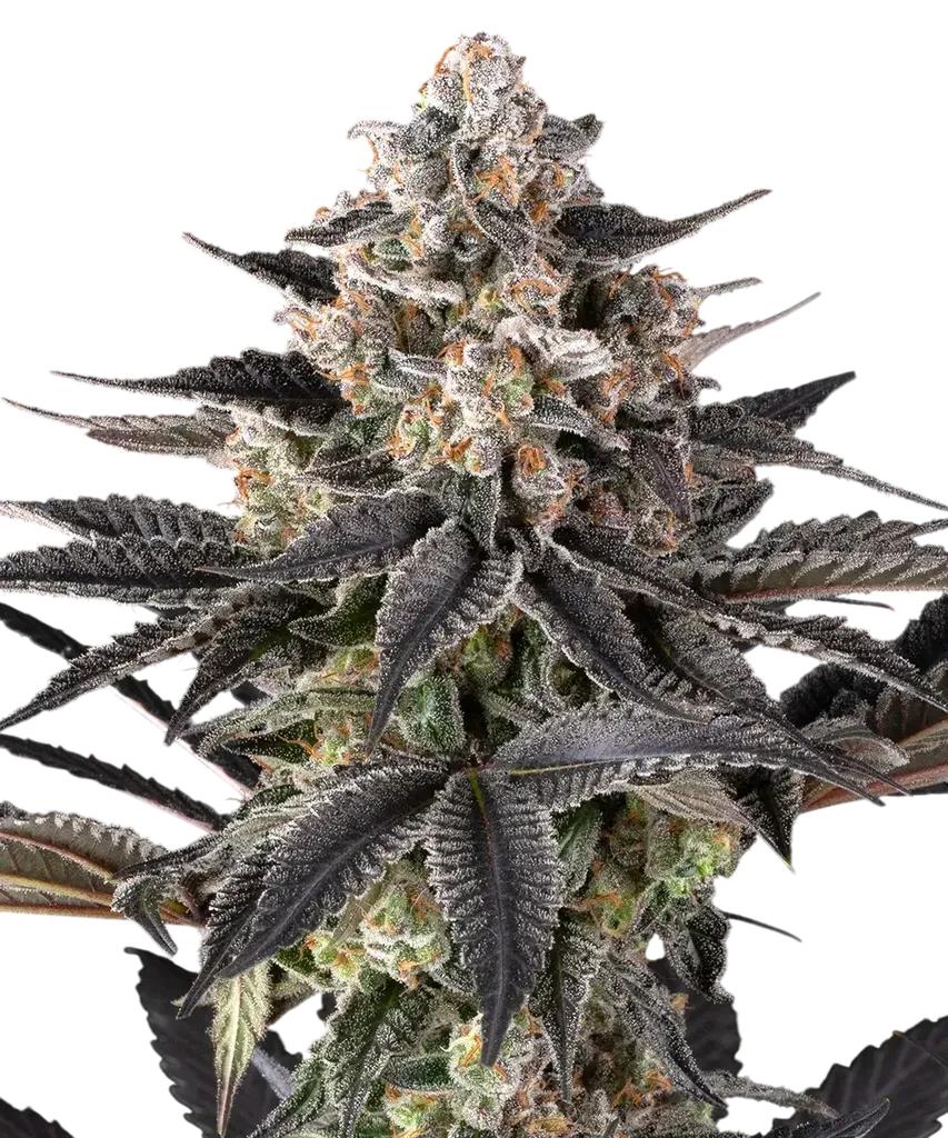 Zoap | PHOTOFEM | Barneys Farm