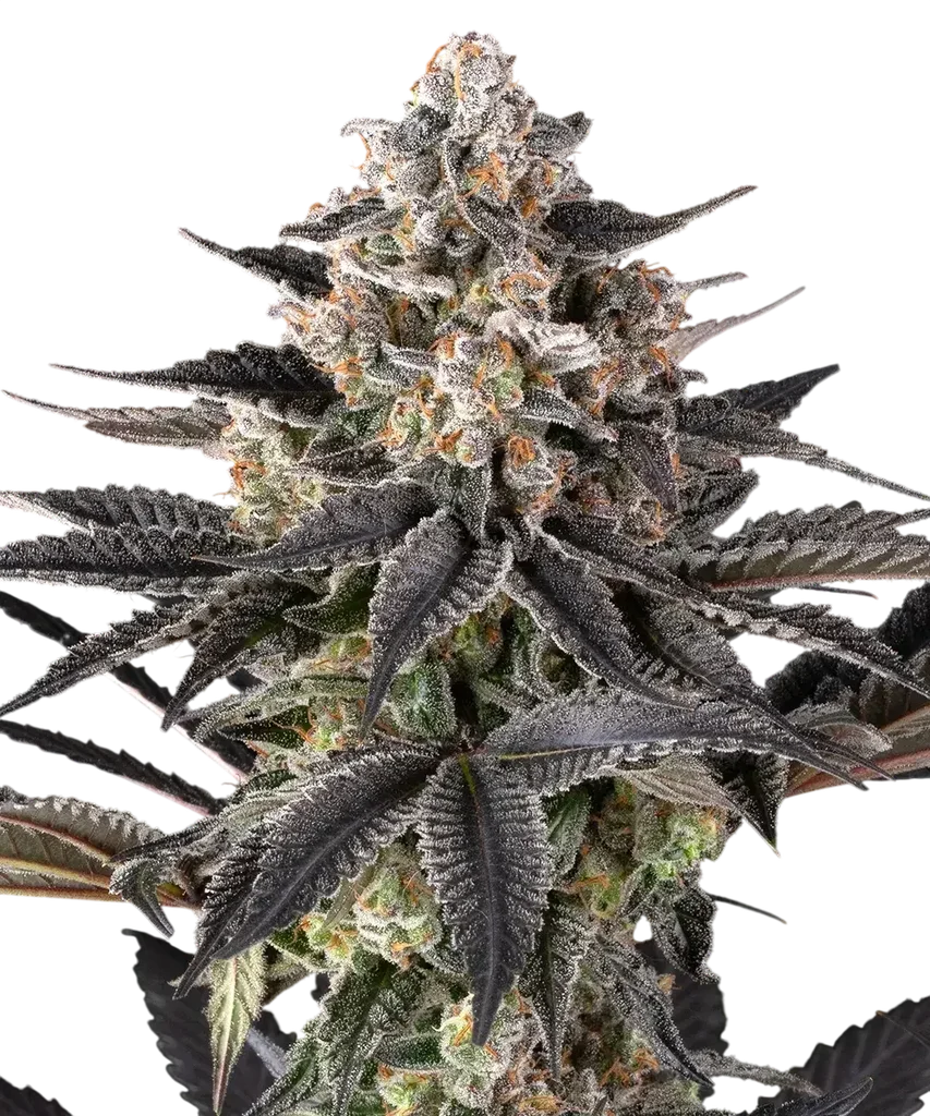 Zoap | PHOTOFEM | Barneys Farm