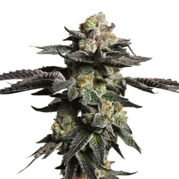 Zombie Death Fuck | PHOTOFEM | Blimburn Seeds