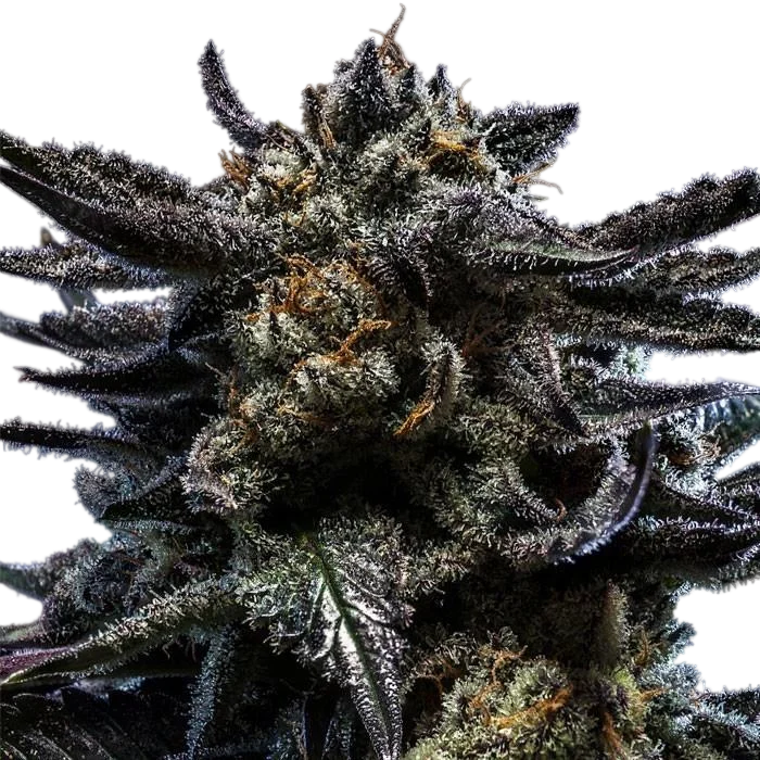 Zombie Kush Auto | AUTOFEM | Ripper Seeds