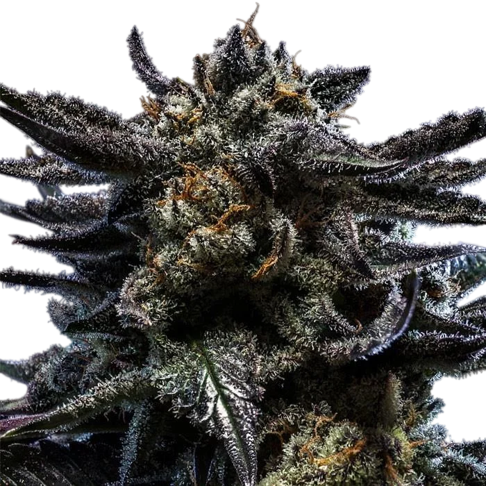 Zombie Kush | PHOTOFEM | Ripper Seeds