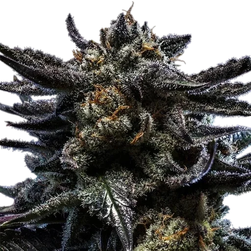 Zombie Kush