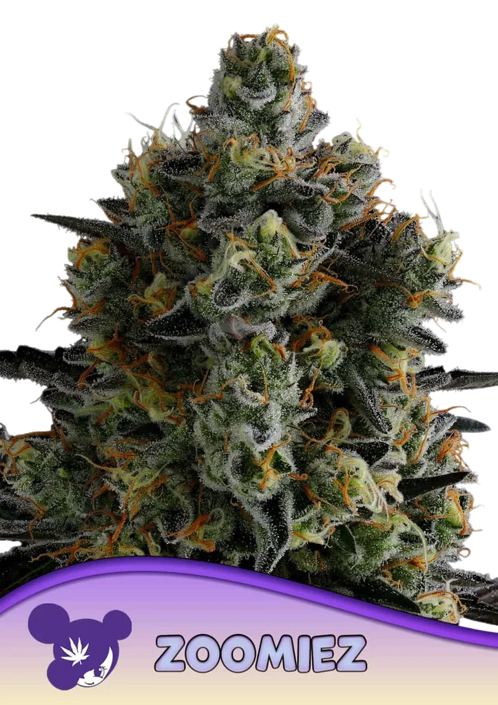 Zoomiez | PHOTOFEM | Anesia Seeds