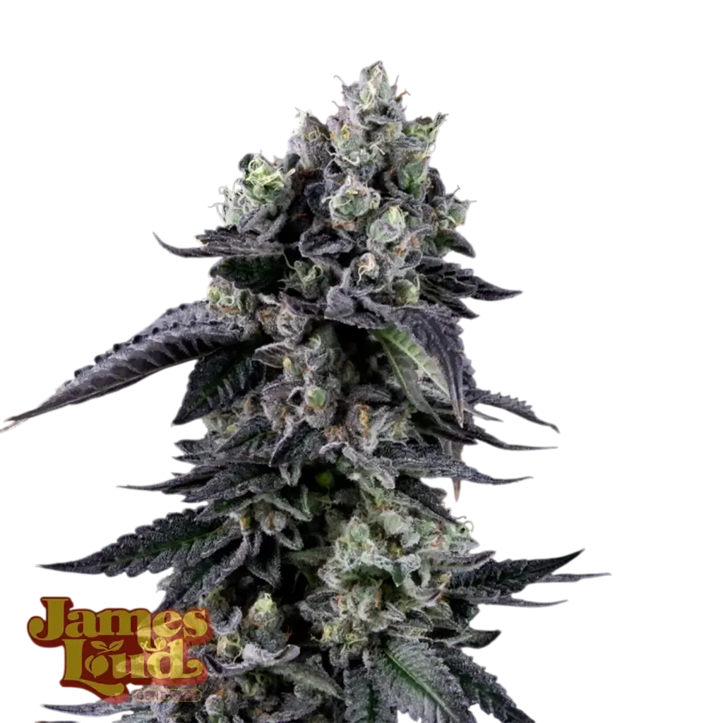Zour Diesel | PHOTOFEM | James Loud Genetics