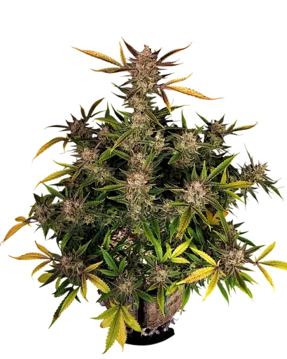 Ztrawberriez Auto