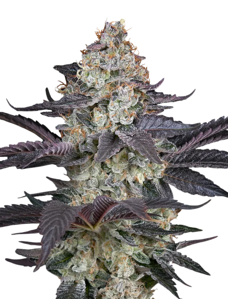Ztrawberry | PHOTOFEM | Greenhouse Seed Co.