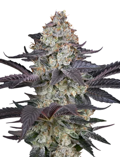 Ztrawberry