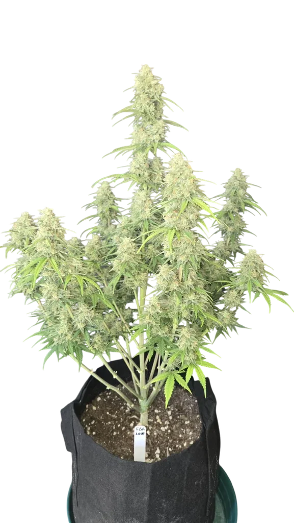 Z-Up Auto – Produktansicht