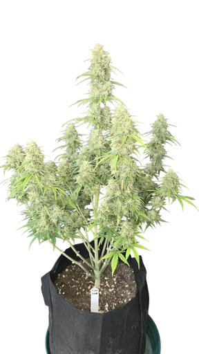 Z-Up Auto