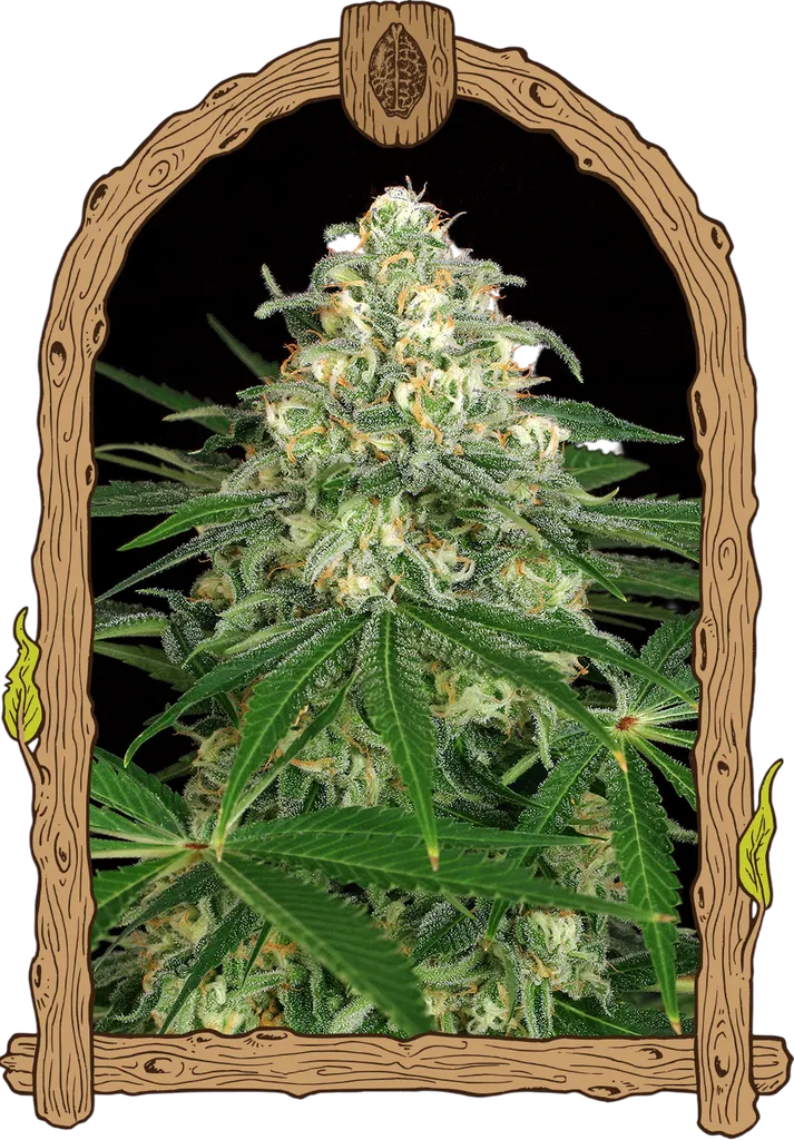 Z & Z Auto | AUTOFEM | Exotic Seed