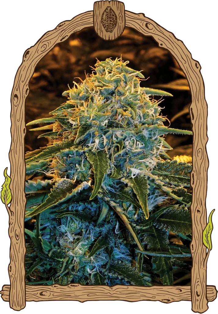 Z & Z | PHOTOFEM | Exotic Seed