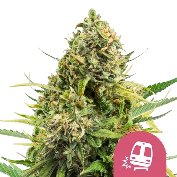 Trainwreck | PHOTOFEM | Royal Queen Seeds