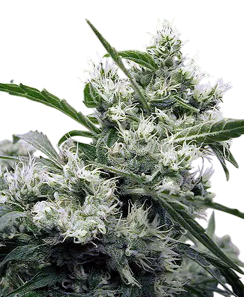 AK-47