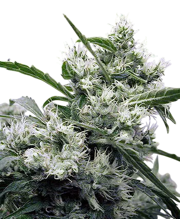 AK-47