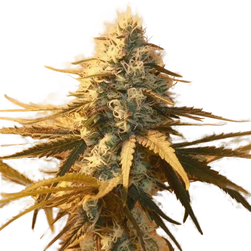 AK-48