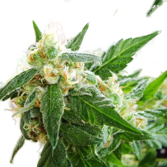 AK-48 Auto | AUTOFEM | Nirvana Seeds