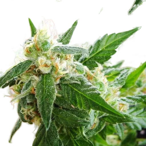 AK-48 Auto