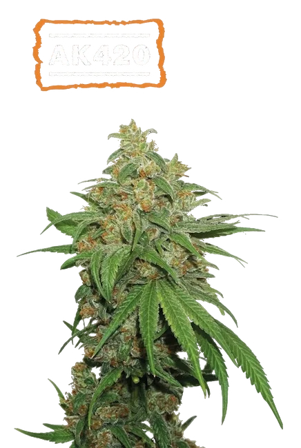 AK-420 Auto | AUTOFEM | Seedstockers