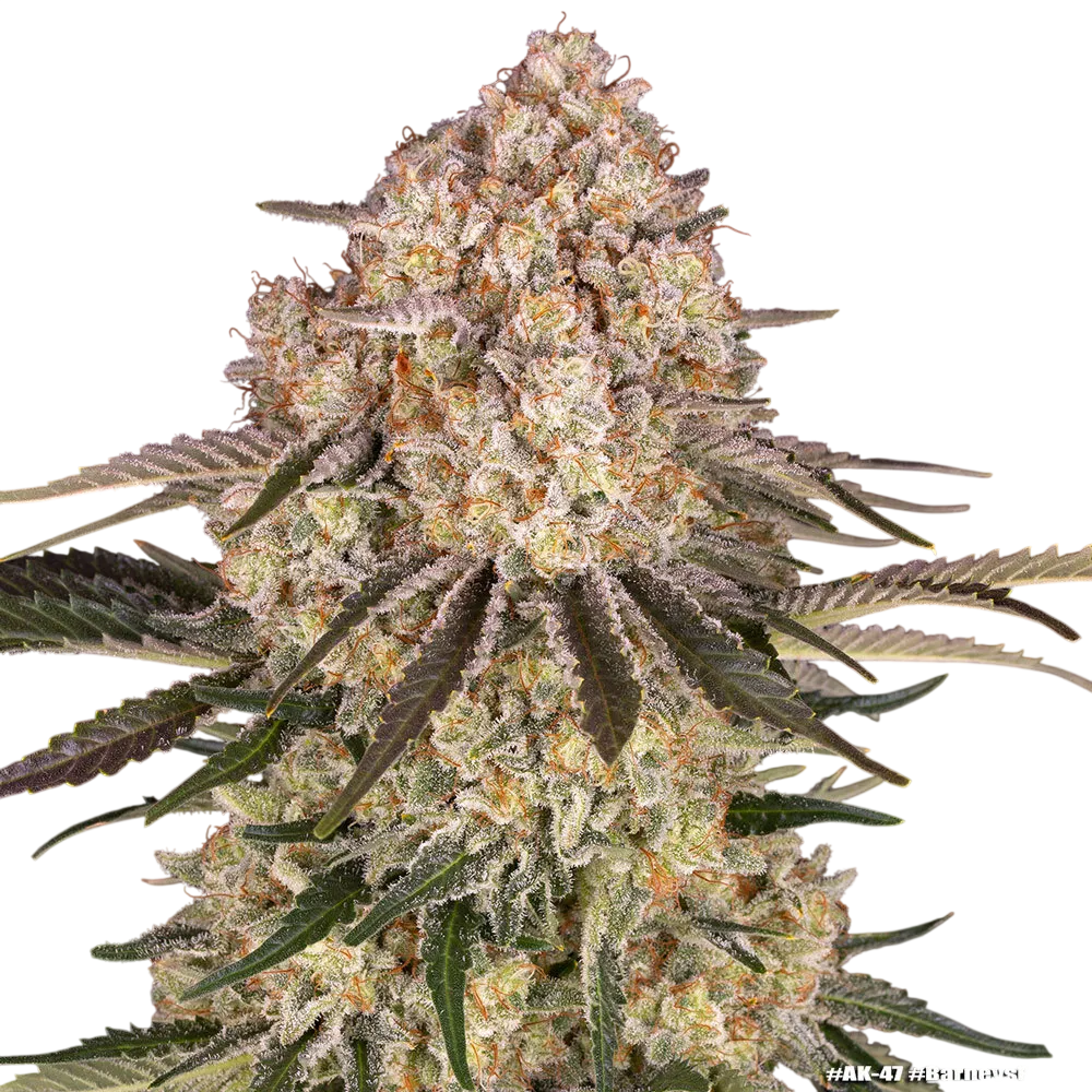 AK-47 | PHOTOFEM | Barneys Farm