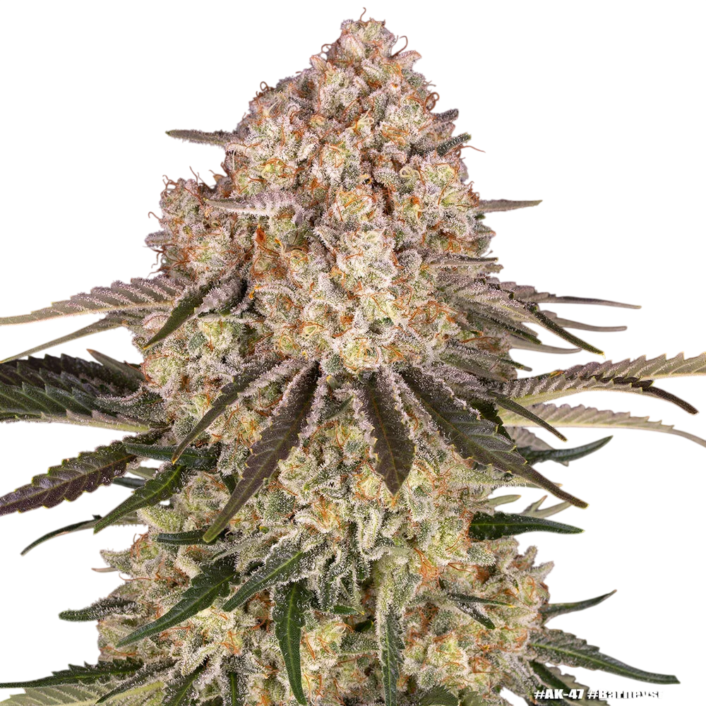 AK-47 | PHOTOFEM | Barneys Farm