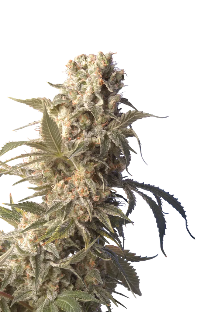 AK-47 | PHOTOFEM | Serious Seeds