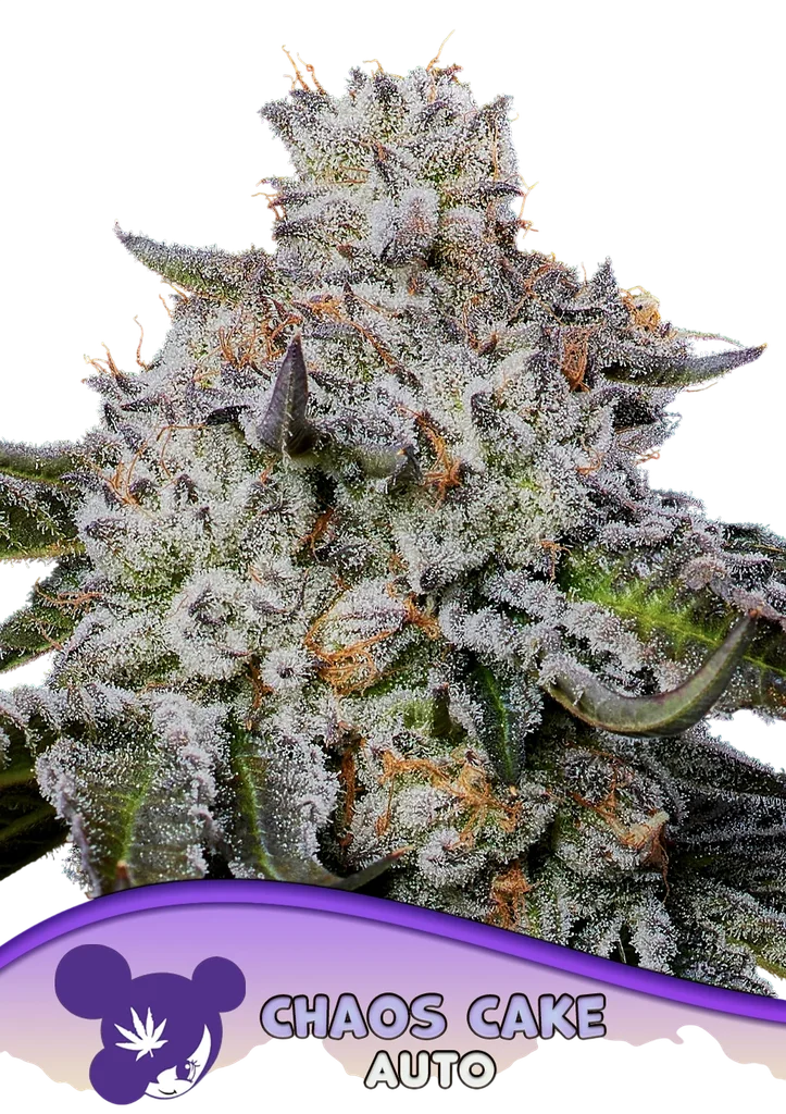 Chaos Cake Auto | AUTOFEM | Anesia Seeds