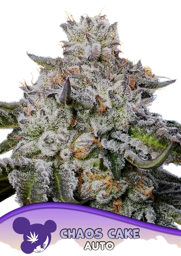 Chaos Cake Auto