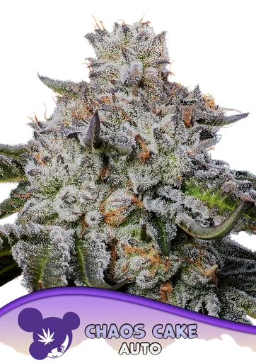 Chaos Cake Auto