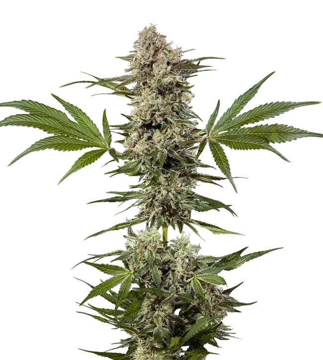 Banana Runtz F1 | PHOTOFEM | Barneys Farm