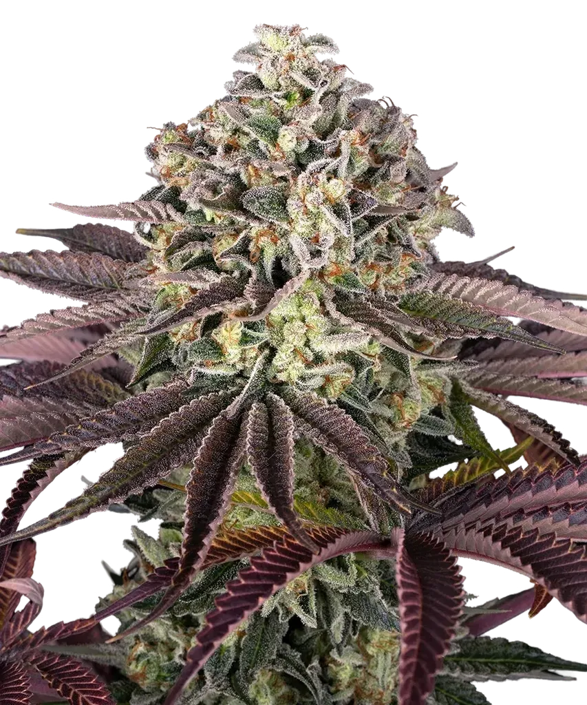Granddaddy Purple | PHOTOFEM | Barneys Farm