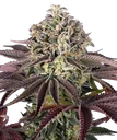 Granddaddy Purple | PHOTOFEM | Barneys Farm