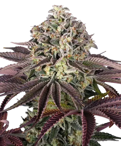 Granddaddy Purple