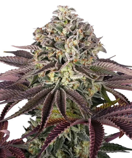 Granddaddy Purple