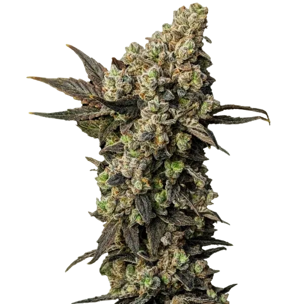 Astro Lemonade F1 | PHOTOFEM | Royal Queen Seeds