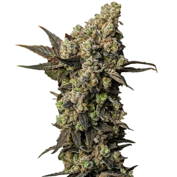 Astro Lemonade F1 | PHOTOFEM | Royal Queen Seeds