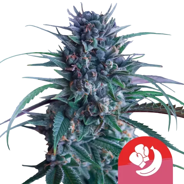 Banana Brawler | PHOTOFEM | Royal Queen Seeds