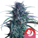 Banana Brawler (Tyson Collab) | PHOTOFEM | Royal Queen Seeds