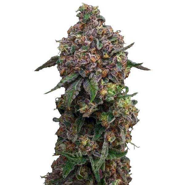 Cosmic Cheddar F1 | PHOTOFEM | Royal Queen Seeds