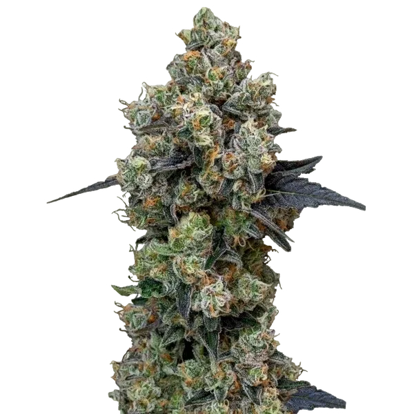 Orbital Banana F1 | PHOTOFEM | Royal Queen Seeds
