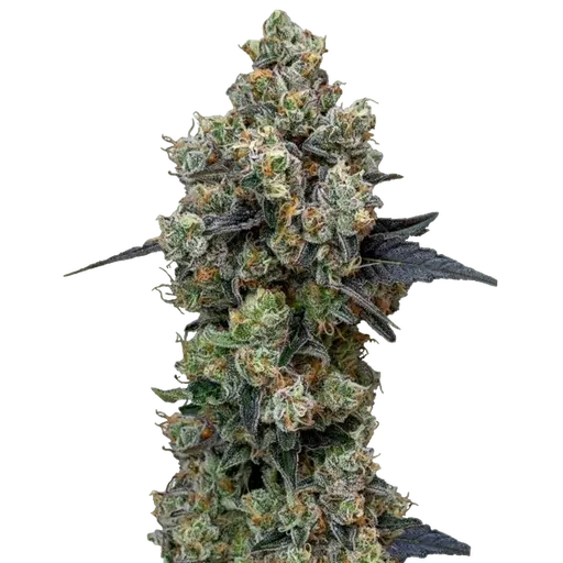 Orbital Banana F1