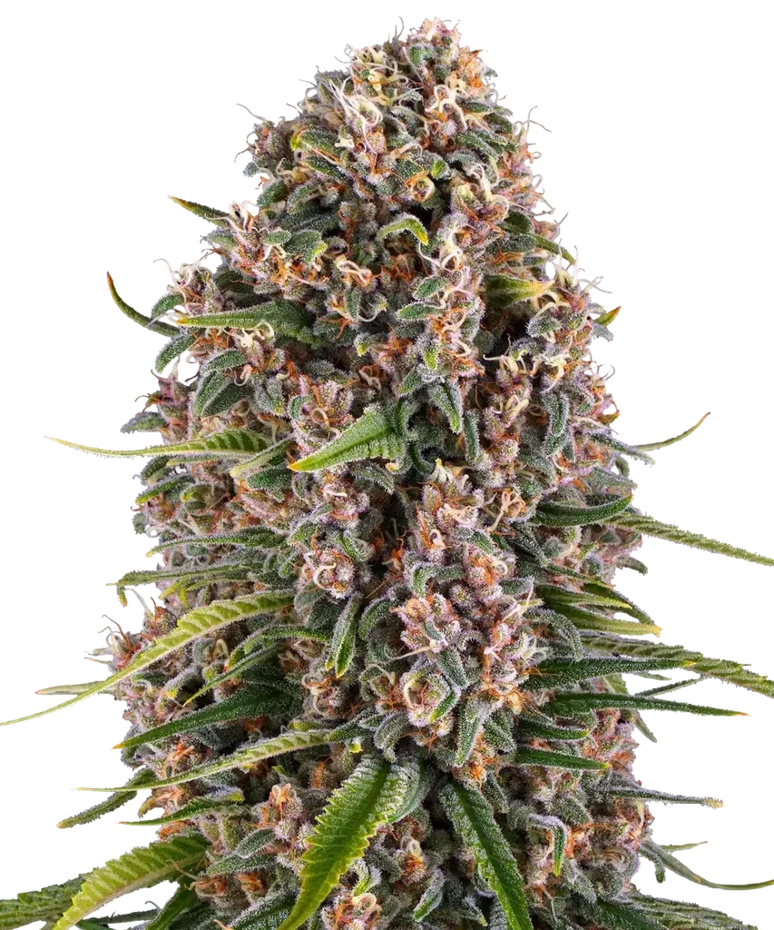 Blue Cheese | PHOTOFEM | Barneys Farm