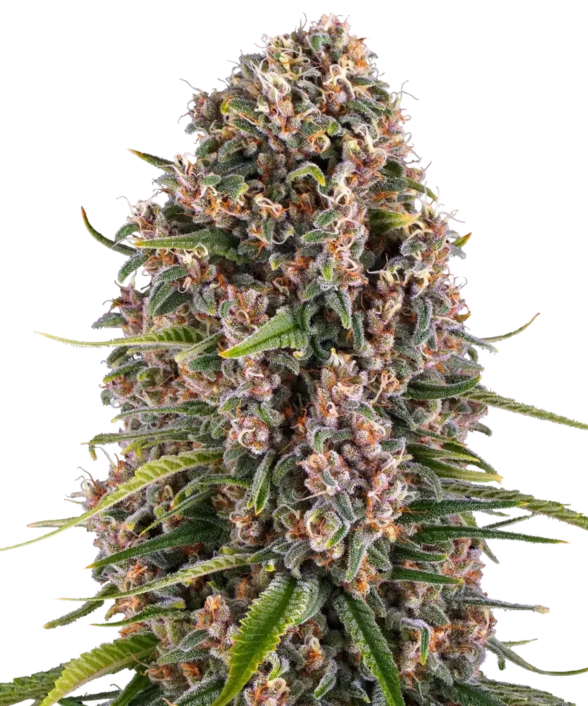 Blue Cheese | PHOTOFEM | Barneys Farm