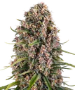 Blue Cheese | PHOTOFEM | Barneys Farm