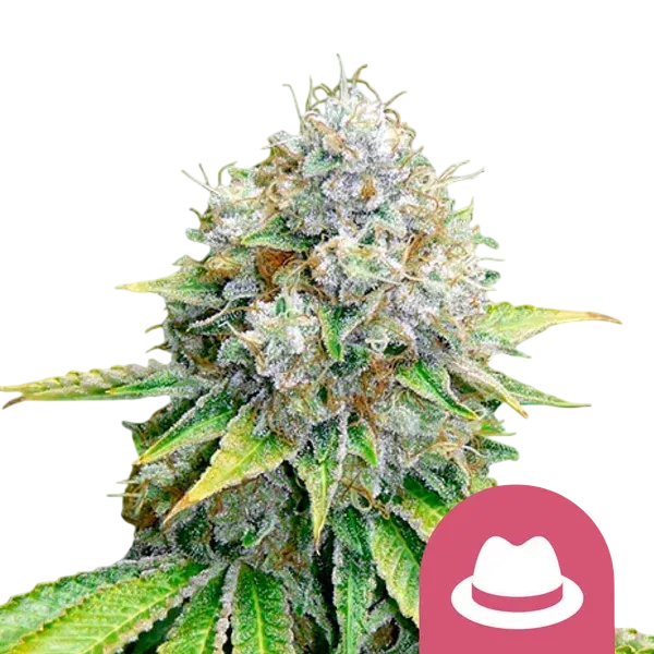 OG Kush | PHOTOFEM | Royal Queen Seeds